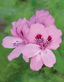 Mervue Organic - Rose Geranium Reed Diffuser